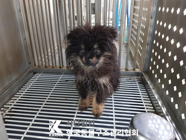 한국동물구조관리협회_441398202500112